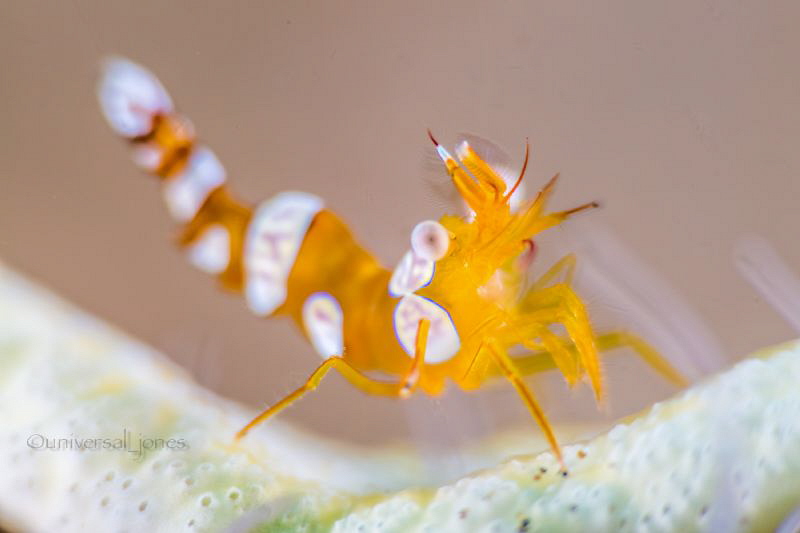 A 'sexy' look for Thor amboinensis with a shallow DOF by Wayne Jones 
