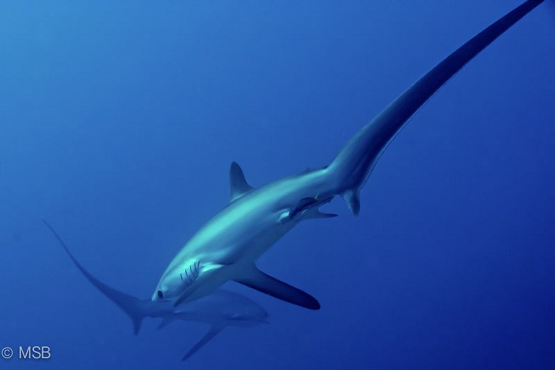 Crossing thresher sharks in Malapascua, very early mornin... by Mehmet Salih Bilal 