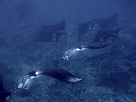 manting manta train @ secret spot.

RAUL your fish is a... by Dylan Matheson 