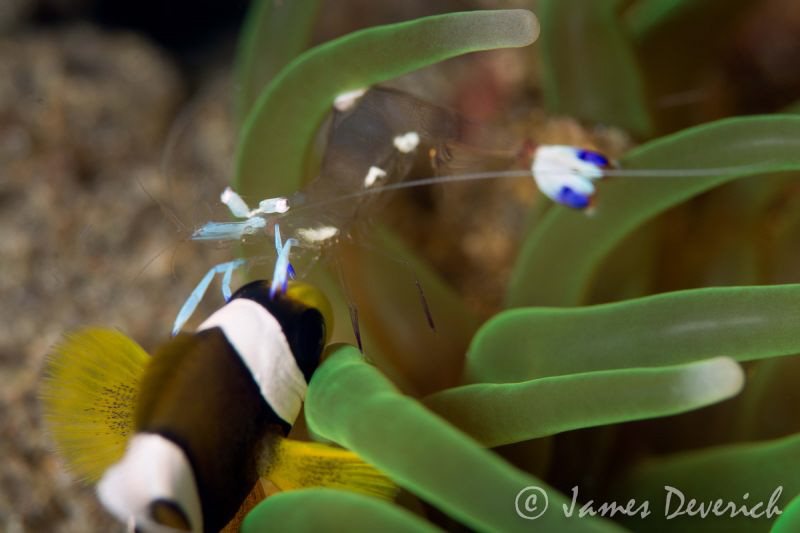 Living together / not the most artistic shot. Didn't get ... by James Deverich 