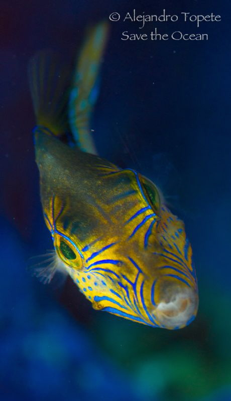 Litle friend in purple, Turneffe Island Belize by Alejandro Topete 