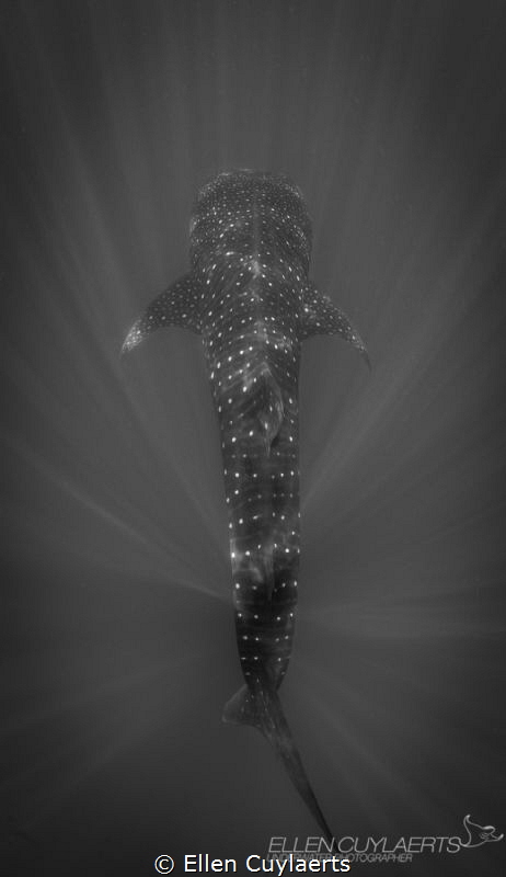 Epiphany by Ellen Cuylaerts 
