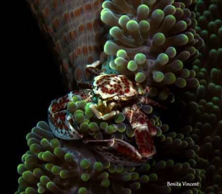 Anemone crab, Bunaken Island Indonesia by Benita Vincent 