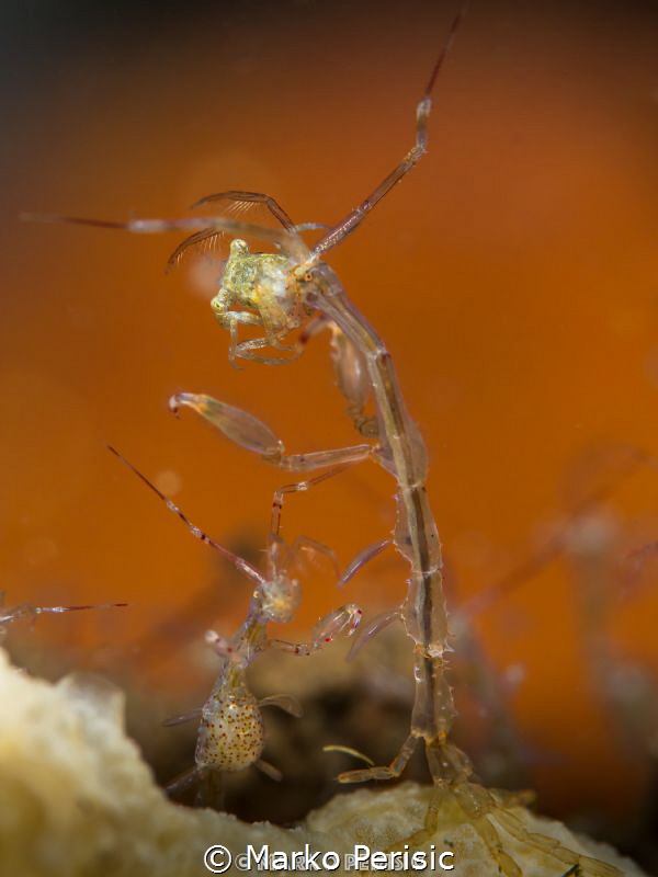 CRAB ON THE MENU by Marko Perisic 