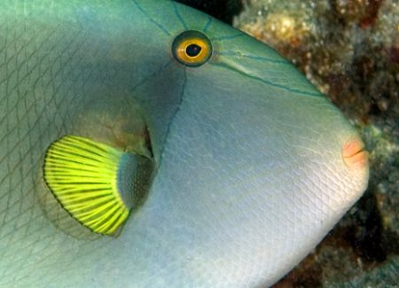 Fish Portrait Kona , HI by Andy Lerner 