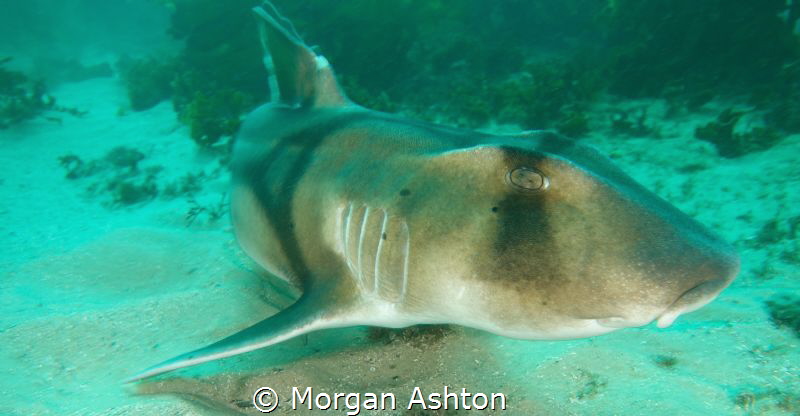 Port Jackson Shark by Morgan Ashton 