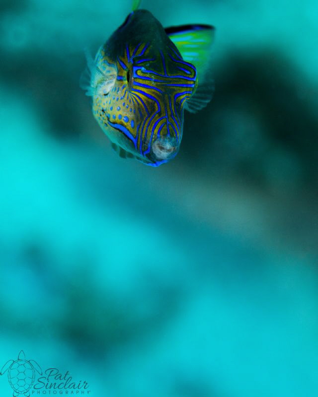 Lovely little sharpnose pufferfish decided to swim toward... by Patricia Sinclair 