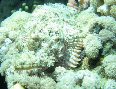 Scorpionfish taken with Nikon Coolpix 4300 in Nabq Park, ... by Nikki Van Veelen 
