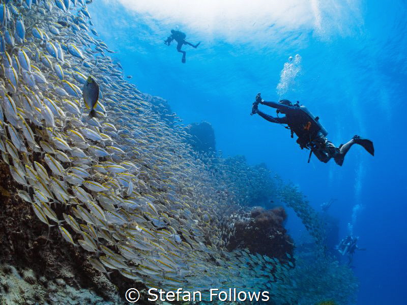 Go with the flow ... ! Oxeye Scad - Selar boops. Sail Roc... by Stefan Follows 