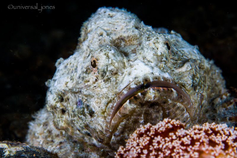 White false-Stonefish with contrast lighting by Wayne Jones 