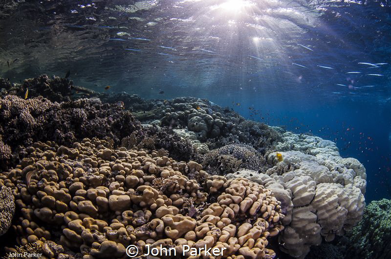 Dappled Light by John Parker 