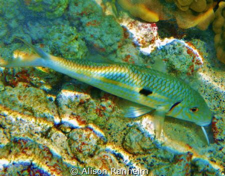 Yellowstripe Goatfish by Alison Ranheim 