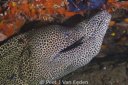 Cleaning station by Peet J Van Eeden 
