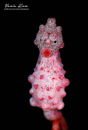 Pygmy Seahorse by Vania Kam 
