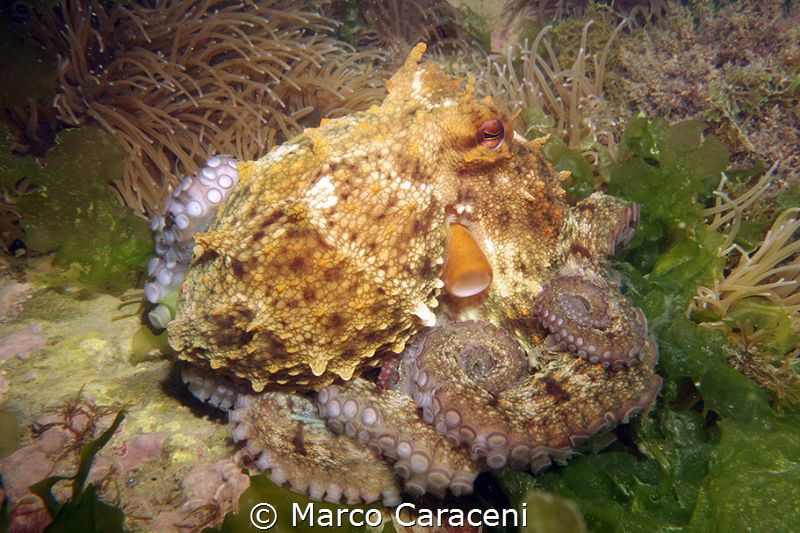 OCTOPUS RELAX by Marco Caraceni 