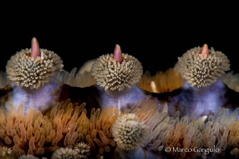 Starfish by Marco Gargiulo 