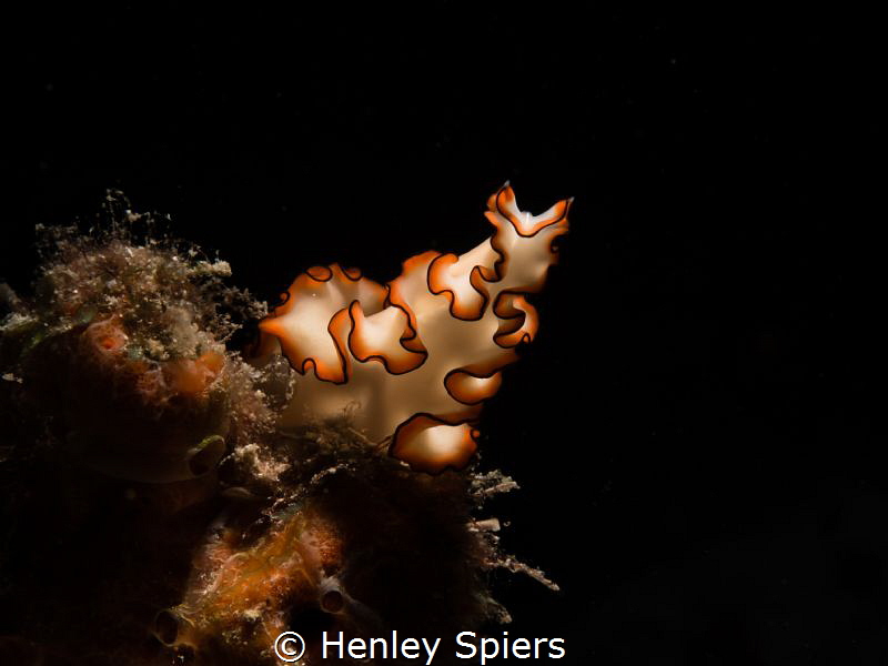 Orsak's Flatworm by Henley Spiers 