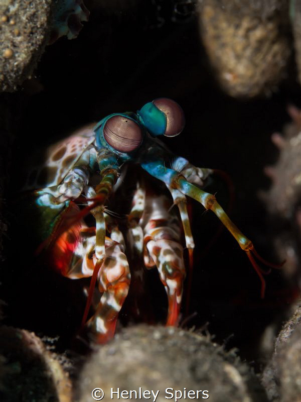 'The Watcher'
Peacock Mantis Shrimp keeps a careful eye ... by Henley Spiers 