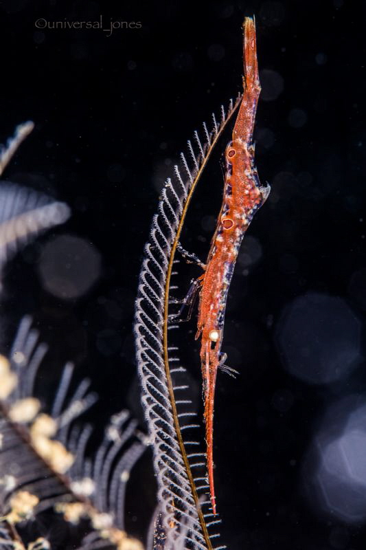 Small Saw-blade Shrimp photographed in portrait. by Wayne Jones 