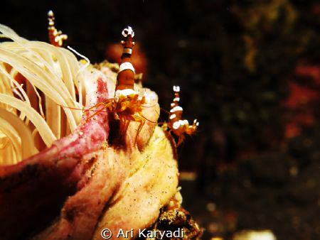 3 Squat Shrimps. Taken at Tulamben Area - Bali, using G16... by Ari Karyadi 