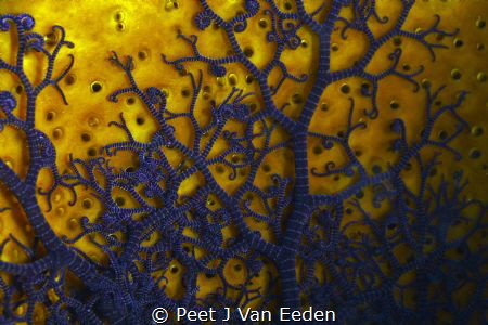 Delicate Britle star beauty by Peet J Van Eeden 