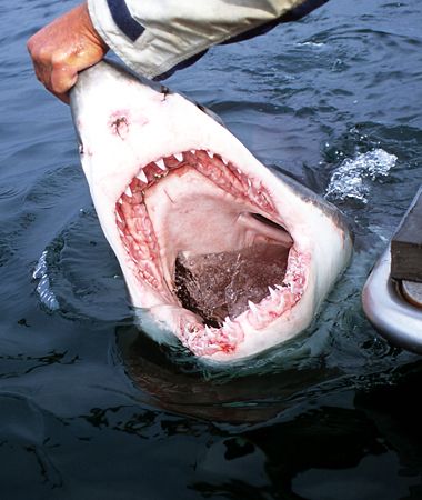 Leaning over the side of the boat,A bit to close. South A... by Derek Haslam 