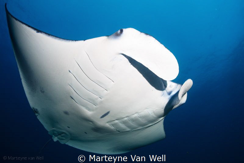 Manta Ray named Ke Ke, a regular at the Manta Point right... by Marteyne Van Well 