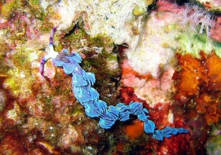 Purple dragon nudibranch grazing on mixed encrusting life. by Dawn Watson 