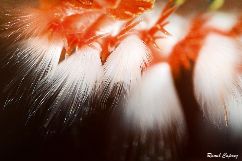 Fire worm detail by Raoul Caprez 