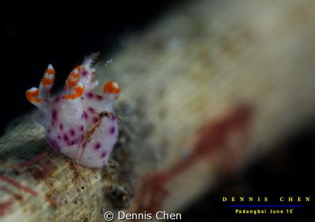 Nudi size est approximately 5mm. Photo taken at Padangbai... by Dennis Chen 