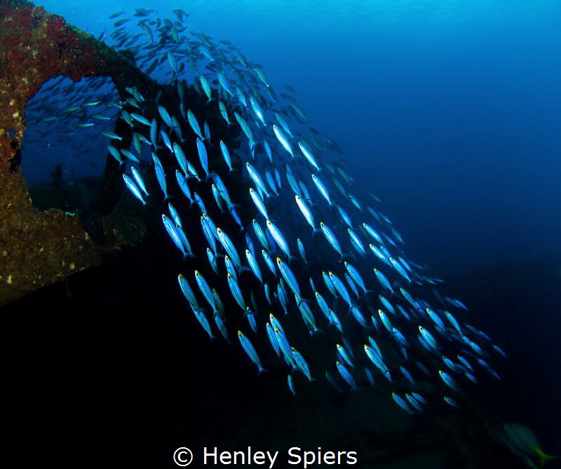 Fight or Flight?
School of Boga flees from the chasing Y... by Henley Spiers 