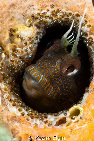 Parablennius zvonimiri and eggs by Kazım Elgin 