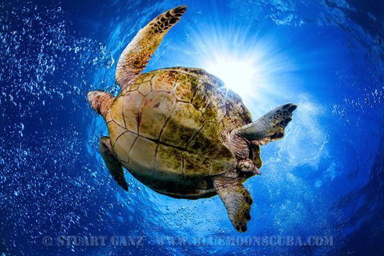 Makaha Caverns Honu by Stuart Ganz 