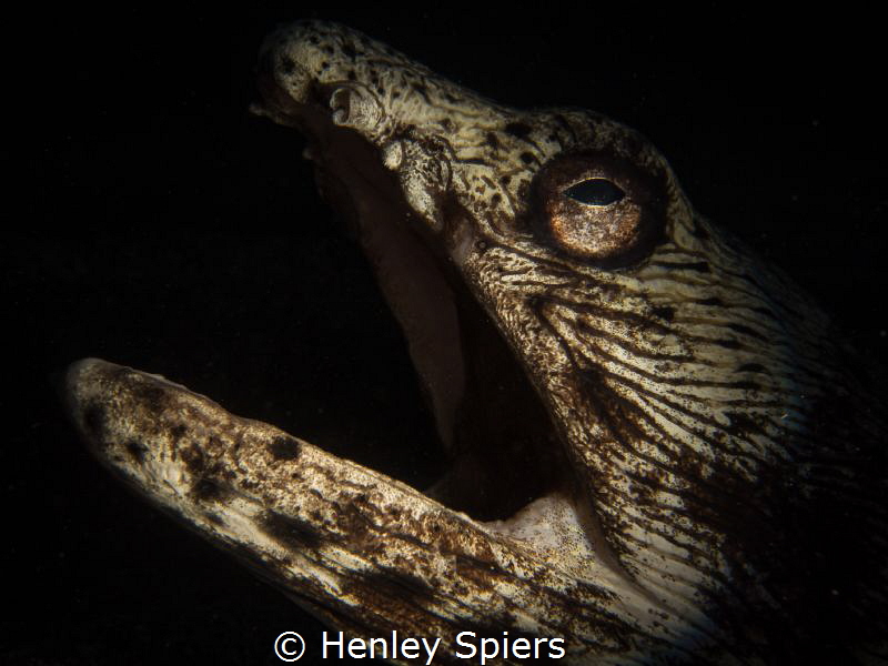'Toothless Dinosaur'
I just got back from an evening dat... by Henley Spiers 