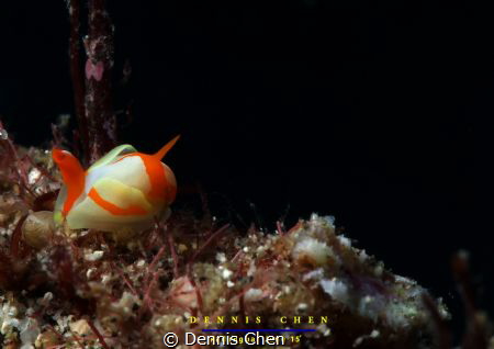 Siphopteron nigromarginatus found at Padangbai Bali by Dennis Chen 