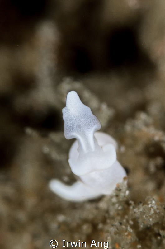 W H I T E - C R O W N
Seaslug 
Anilao, Philippines. Jul... by Irwin Ang 