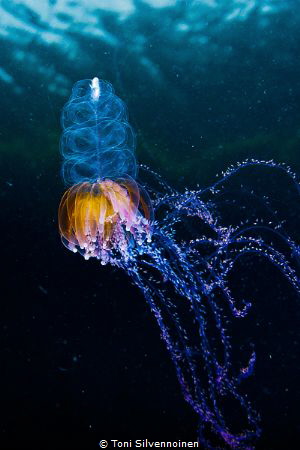 Jellyfish. Kongsfjord, Arctic Norway. by Toni Silvennoinen 
