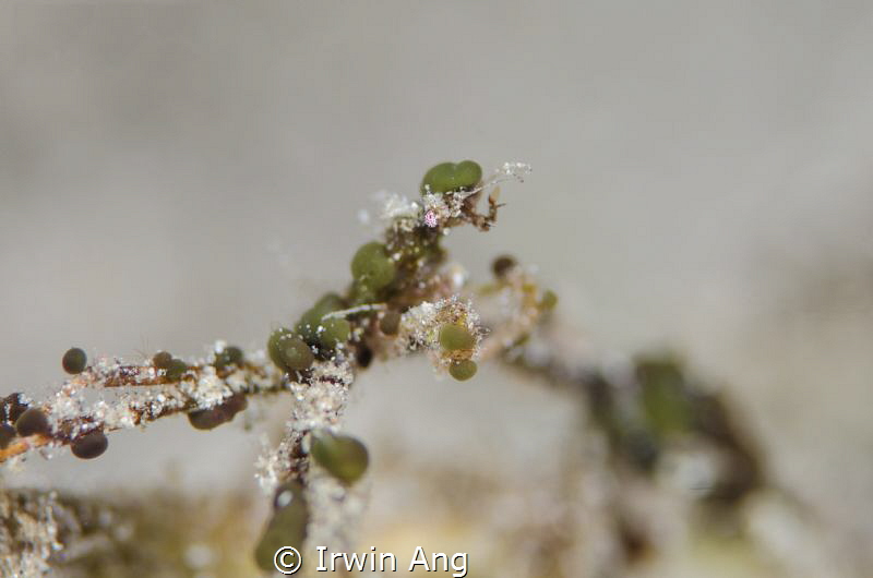 B E A N - S P O T 
Decorator crab
Anilao, Philippines. ... by Irwin Ang 