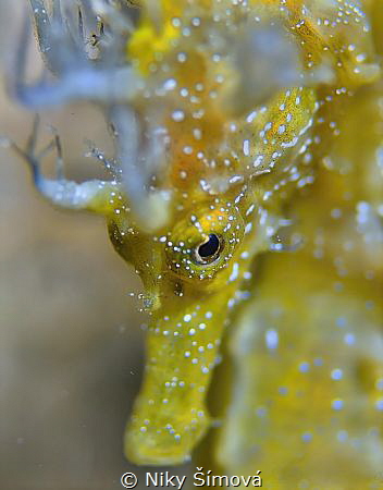 SEA HORSE by Niky Šímová 