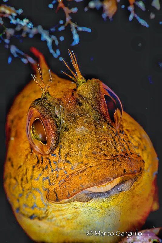 yellow blenny by Marco Gargiulo 