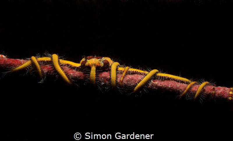 Brittle star 
Nikon D7000
F19
1/250
ISO-100 by Simon Gardener 