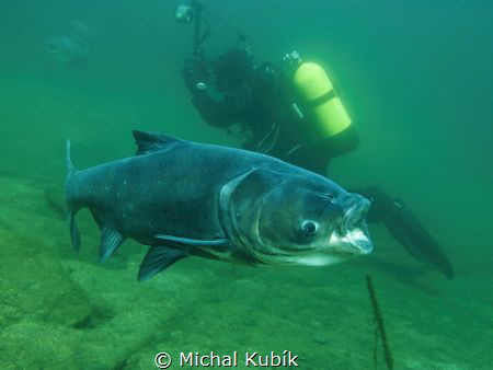 Big Head carp
(Hypophthalmichthys nobilis) by Michal Kubík 
