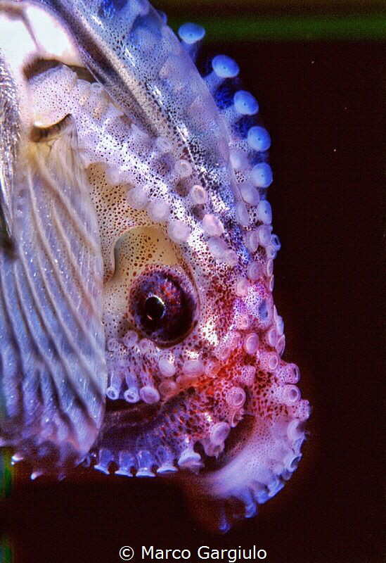 Argonauta argo, night dive, Sorrento. Nikon F100 fuji vel... by Marco Gargiulo 