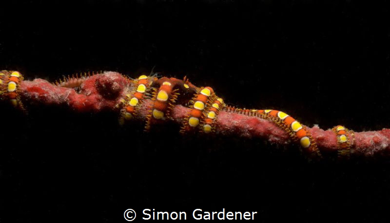 Brittle star 
Niton D7000, nauticam housing, 
1 DS 160 ... by Simon Gardener 
