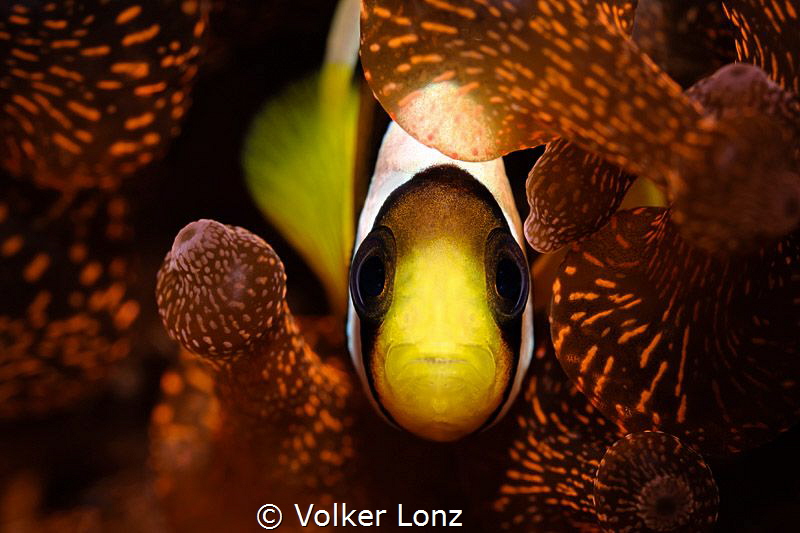 Anemonefish in bubble coral by Volker Lonz 