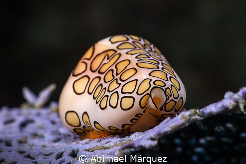 Flamingo Tongue by Abimael Márquez 