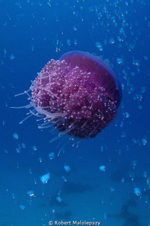 Jelly Fish by Robert Malolepszy 