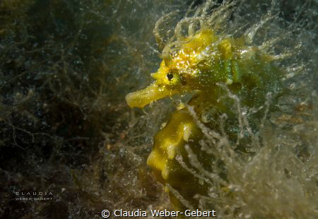maned seahorse by Claudia Weber-Gebert 