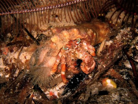 Spotted this anemone hermit crab on a night dive by Alex Lim 