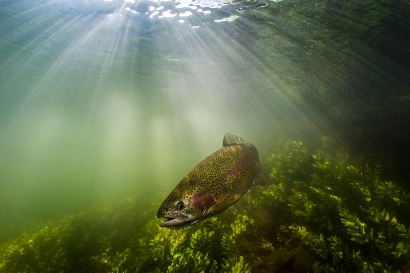 Rainbow Trout on the river Test by Paul Colley 